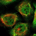 Immunofluorescent staining of human cell line U-2 OS shows localization to nucleoplasm & cytosol.