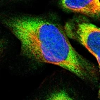 Immunofluorescent staining of human cell line U-2 OS shows localization to cytosol.