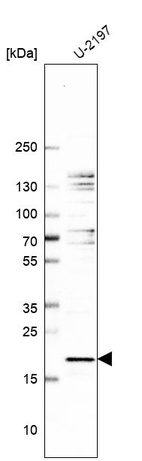 Western blot analysis in human cell line U-2197.