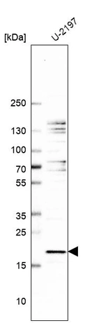Western blot analysis in human cell line U-2197.