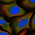 Immunofluorescent staining of human cell line U-2 OS shows localization to nucleoplasm & cytosol.
