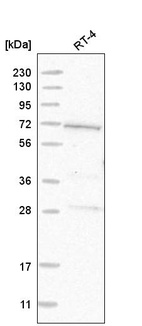 Anti-GUF1 Antibody