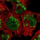 Immunofluorescent staining of human cell line U-251 MG shows localization to nucleoplasm & mitochondria.