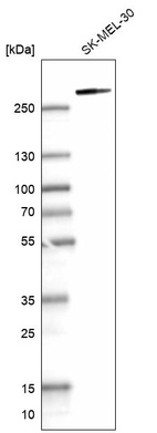 Anti-MYO10 Antibody