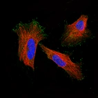Immunofluorescent staining of human cell line HeLa shows localization to plasma membrane and the tips of filopodia. Antibody staining is shown in green.