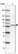 Anti-STXBP4 Antibody