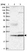 Anti-ARMC7 Antibody