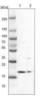 Lane 1: NIH-3T3 cell lysate (Mouse embryonic fibroblast cells)_br/_Lane 2: NBT-II cell lysate (Rat Wistar bladder tumour cells)
