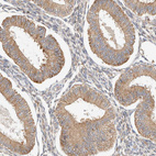 Immunohistochemical staining of human endometrium shows moderate cytoplasmic positivity in glandular cells.