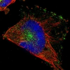 Immunofluorescent staining of human cell line U-251 MG shows localization to vesicles.