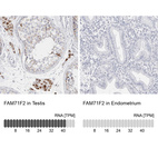 Anti-FAM71F2 Antibody