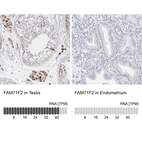 Anti-FAM71F2 Antibody