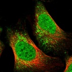 Immunofluorescent staining of human cell line U-2 OS shows localization to nucleoplasm & mitochondria.