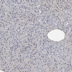 Immunohistochemical staining of human pancreas shows low expression as expected.