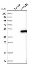 Western blot analysis in control (vector only transfected HEK293T lysate) and DNAJB6 over-expression lysate (Co-expressed with a C-terminal myc-DDK tag (~3.1 kDa) in mammalian HEK293T cells, LY409211).