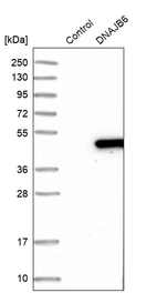 Western blot analysis in control (vector only transfected HEK293T lysate) and DNAJB6 over-expression lysate (Co-expressed with a C-terminal myc-DDK tag (~3.1 kDa) in mammalian HEK293T cells, LY409211).
