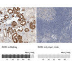 Anti-SCIN Antibody