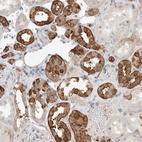 Immunohistochemical staining of human kidney shows high expression.