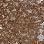 Immunohistochemical staining of human pancreas shows strong cytoplasmic positivity in exocrine glandular cells.