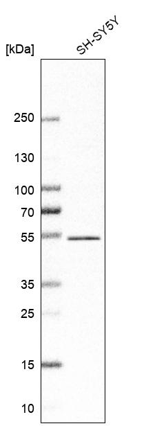 Anti-ZNF704 Antibody