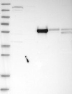 Anti-MROH1 Antibody