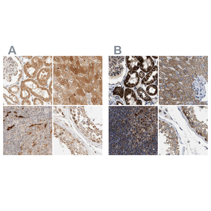 Anti-TACO1 Antibody