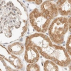 Immunohistochemical staining of human kidney using Anti-TACO1 antibody HPA024294.