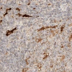 Immunohistochemical staining of human lymph node using Anti-TACO1 antibody HPA024294.