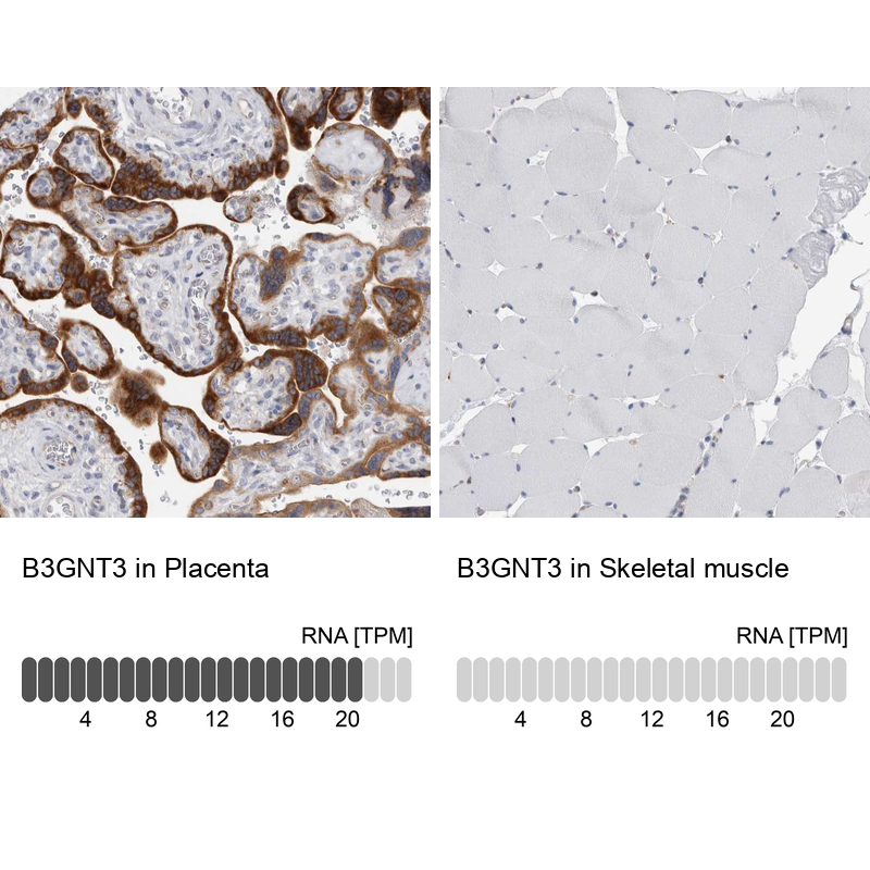 Anti-B3GNT3 Antibody