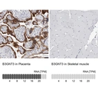 Anti-B3GNT3 Antibody