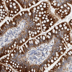 Immunohistochemical staining of human small intestine shows strong cytoplasmic positivity in glandular cells.