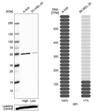 Western blot analysis in human cell line A-549 and human cell line SK-MEL-30.