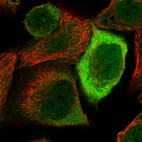 Immunofluorescent staining of human cell line A-431 shows localization to nucleoplasm, plasma membrane & cytosol.