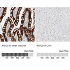 Anti-KRT20 Antibody