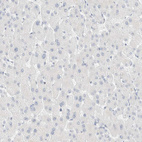 Anti-KRT20 Antibody