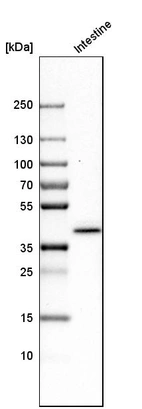 Western blot analysis in human small intestine tissue.