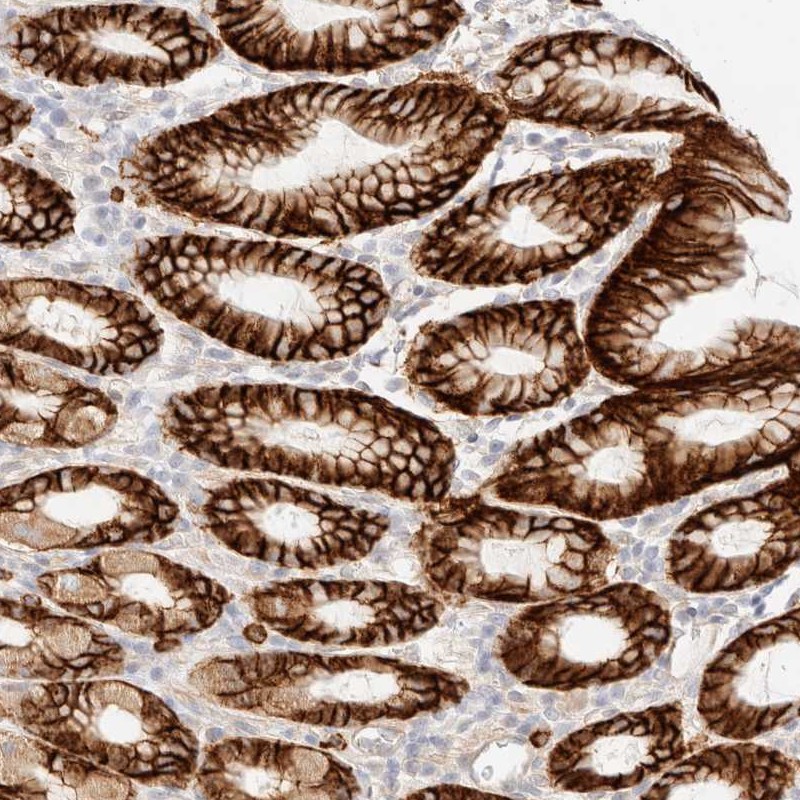 Anti-FAM129B Antibody