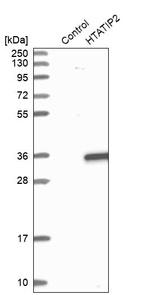 Western blot analysis in control (vector only transfected HEK293T lysate) and HTATIP2 over-expression lysate (Co-expressed with a C-terminal myc-DDK tag (~3.1 kDa) in mammalian HEK293T cells, LY416670).