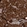 Anti-PRDM4 Antibody