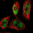 Immunofluorescent staining of human cell line U-251 MG shows localization to nucleoplasm.