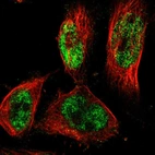 Immunofluorescent staining of human cell line U-251 MG shows localization to nucleoplasm.