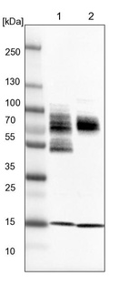 Lane 1: NIH-3T3 cell lysate (Mouse embryonic fibroblast cells)_br/_Lane 2: NBT-II cell lysate (Rat Wistar bladder tumour cells)