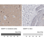 Anti-GDAP1 Antibody