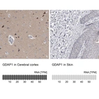 Anti-GDAP1 Antibody