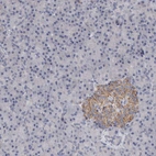 Immunohistochemical staining of human pancreas shows moderate cytoplasmic granular positivity in endocrine glandular cells.