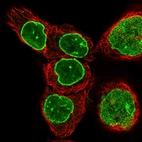 Immunofluorescent staining of human cell line A-431 shows localization to nuclear membrane.