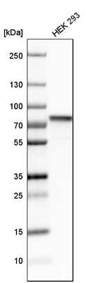 Western blot analysis in human cell line HEK 293.