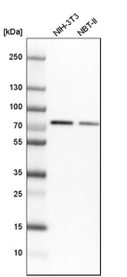 Western blot analysis in mouse cell line NIH-3T3 and rat cell line NBT-II.