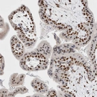 Immunohistochemical staining of human placenta shows strong nuclear positivity in trophoblastic cells.