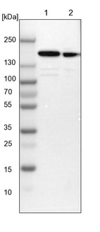 Lane 1: NIH-3T3 cell lysate (Mouse embryonic fibroblast cells)_br/_Lane 2: NBT-II cell lysate (Rat Wistar bladder tumour cells)